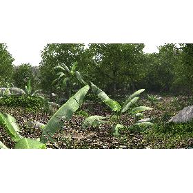 Jungle Scene